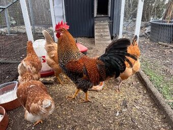 Mladý krásný kohout