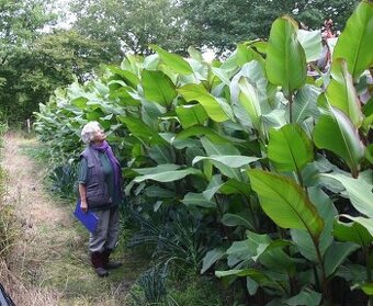 Kana dosna 'Musifolia' největší kultivar