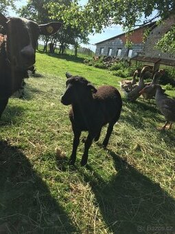 Beranek ovce Zwartbles
