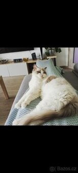 Kocour Ragdoll s PP, 3letý, zdravý, čistotný, mazlivý, kastr