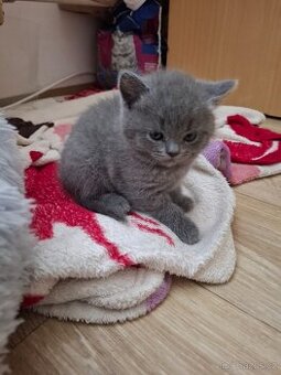 Britska modra whiskas