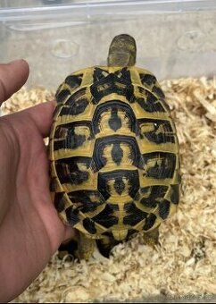Testudo Hermanni Hermanni