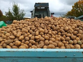 Brambory na uskladneni