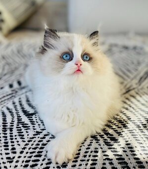 Ragdoll koťata s PP