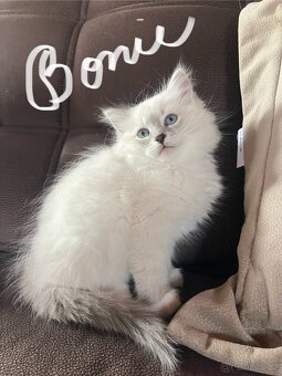 Něvská maškaráda s PP