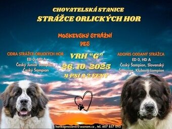 Moskevský strážní pes