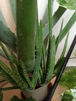 Aloe vera