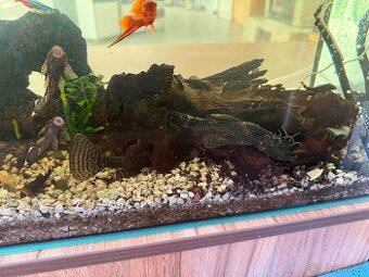 Krunýřovec mnohoostný (Ancistrus multispinis)