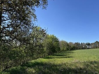 Prodám lesní pozemky v k.ú. Žďárek u Sychrova