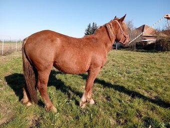 Slezsky Norik kobyla