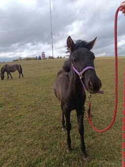 Hřebeček Huculského koně