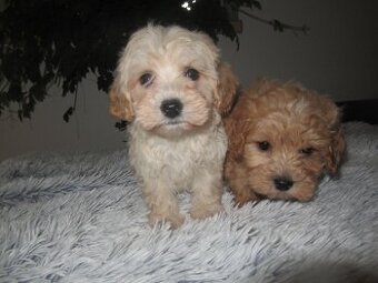 Maltipoo štěňátka