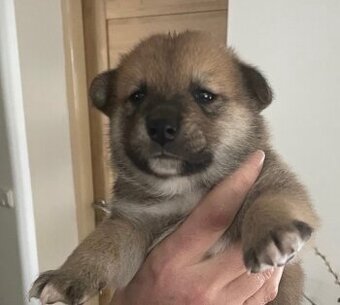 Štěňata shiba-inu