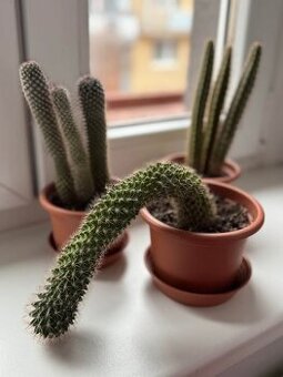Sada tří kaktusů