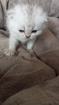 Britská koťátka stříbřitá s PP