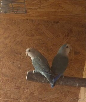 Agapornis rúžohrdlý