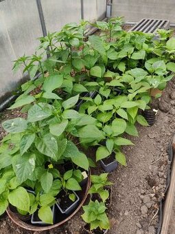 Sazenice čili papriček