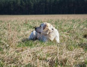 Labradorský retrívr ke krytí