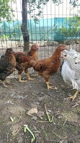 Kuřata líhnuta z import NV Orpington