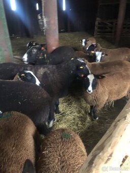 Berani Zwartbles