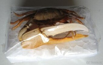Krab houslista - 1