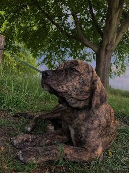 Stěně - fenka - pitbull teriér