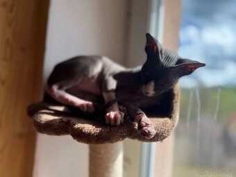 Kanadský sphynx