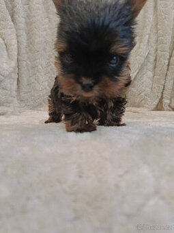 MIKRO YORK Yorkshire Terrier XXXS Neuvěřitelný WIDEO