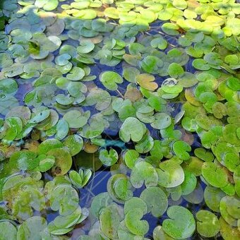 Nabízím na prodej vodní rostlinu Hydrocharis morsus-ranae