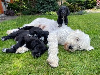 Komondor křížený s Německým ohařem