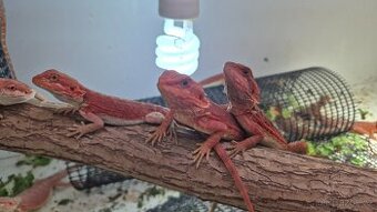 Agama vousatá Half Dark Red Monster mláďata