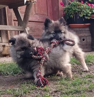 Německý špic vlčí / keeshond prodám kvalitní štěňata s PP