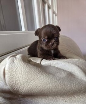 Štěňátka Čivava bez PP