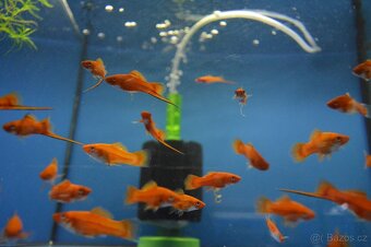 Akvarijní rybičky různé druhy
