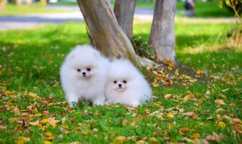 Pomeranian mini