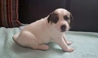 Čistokrevné štěně Jack Russell - kluk Lojza