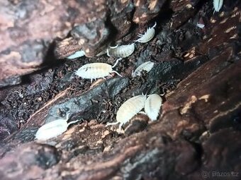 Trichorhina tomentosa – bílé tropické stinky