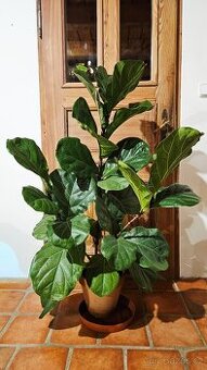 Fikus lyrata / velká pokojová rostlina