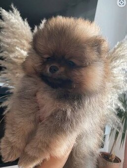 Pomeranian štěňátko k prodeji 🐾❤️