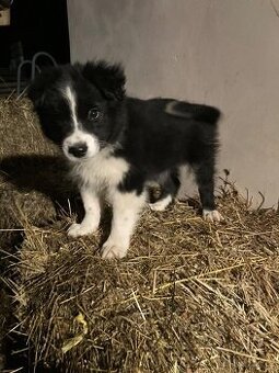 Prodám Border kolie pejsek