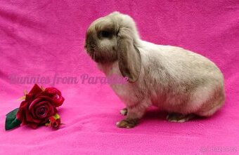 SIAMSKÁ HOLČIČKA HLEDÁ NOVÝ DOMOV ❤️❤️❤️