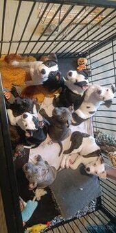 Americký stafordšírský teriér bez pp