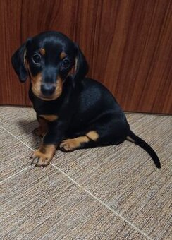 Prodám štěně jezevčíka