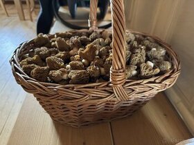 Houby -kačenka česká