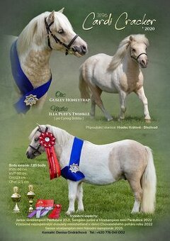 Připouštění shetland pony hřebcem Cardi Cracker