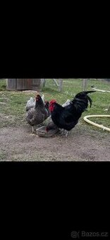 Násadová vejce  a kuřata Žerzejský obr