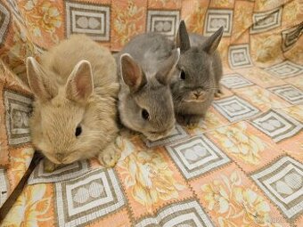 Zakrslí králíčci