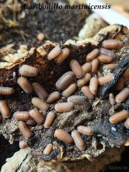 ISOPODY·STÍNKY·CHVOSTOSKOCI - POSÍLÁM