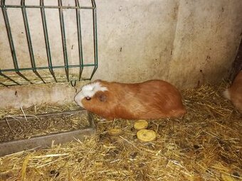 Prodám Cuy morčata