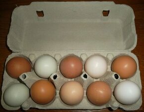 Domácí vejce v BIO kvalitě